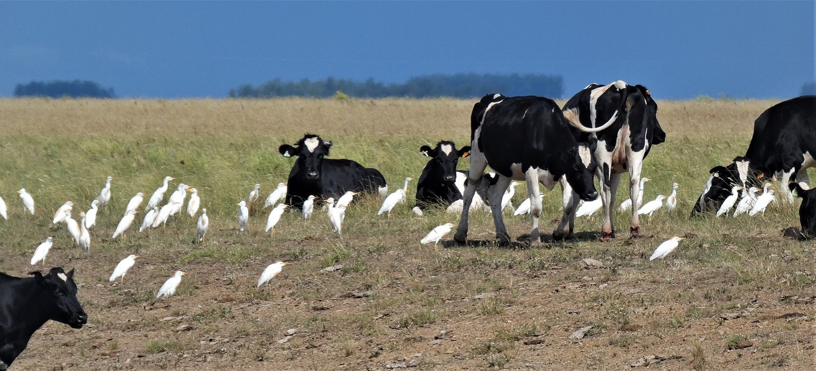 frigorifico-tacuarembo-despidos Ganado en el campo uruguayo; Frigorífico Tacuarembó retiró los despidos