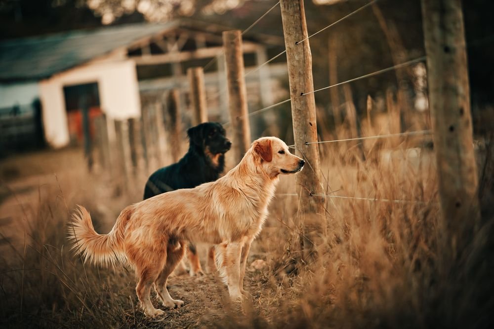 Perros sueltos: plan piloto en Cerro Largo para censar, castrar y dar en adopción