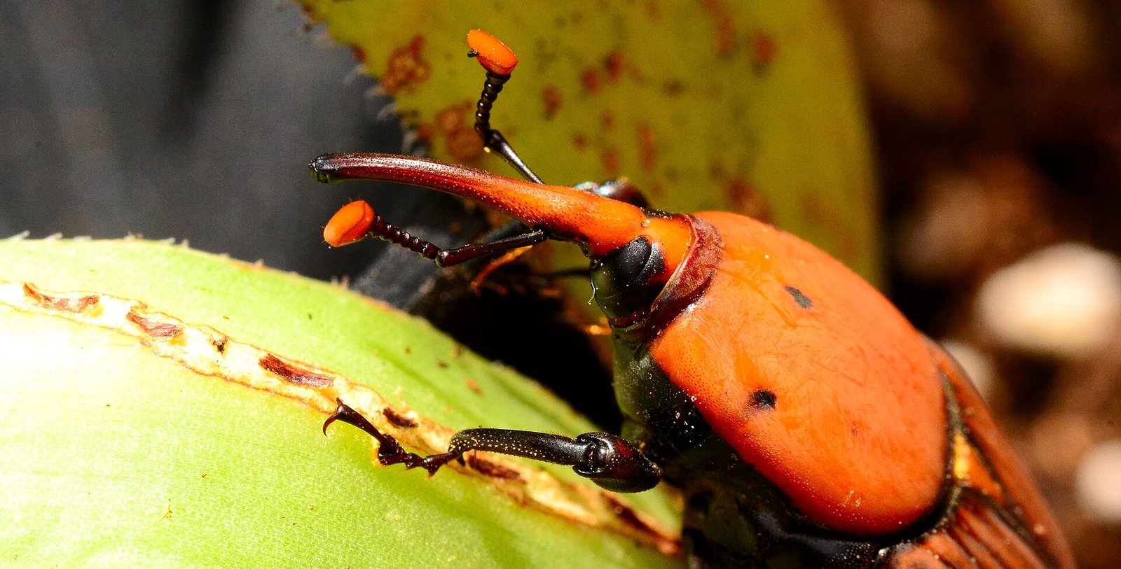 Picudo rojo (Rhynchophorus ferrugineus), el insecto que ataca las palmeras