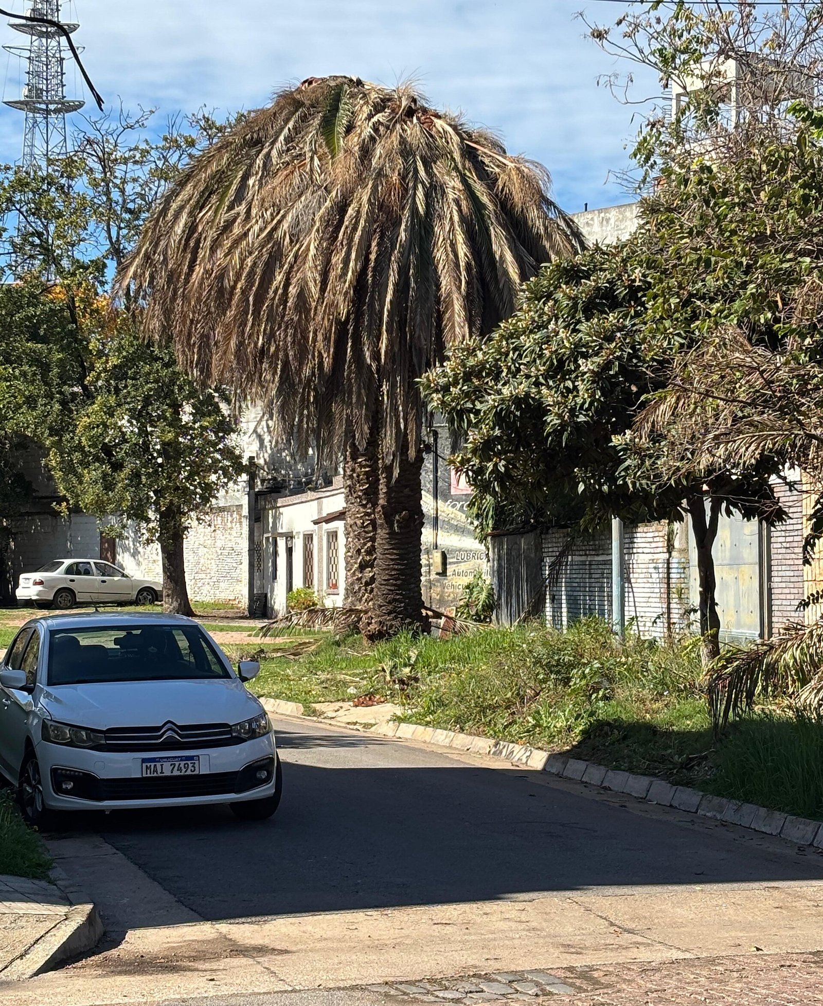 Palmera afectada por el picudo rojo en Uruguay