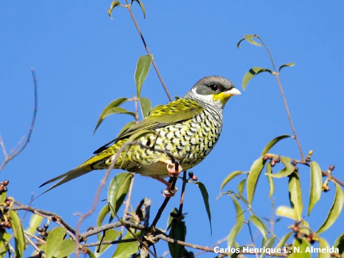 Tesorito o tesourinha-da-mata (Phibalura flavirostris) posado en una rama